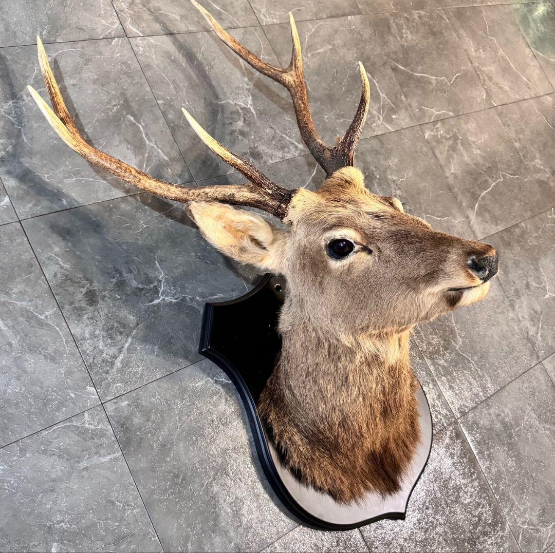 ハンティングトロフィー 鹿の剥製 壁掛けインテリア ニホンジカ 鹿 剥製
