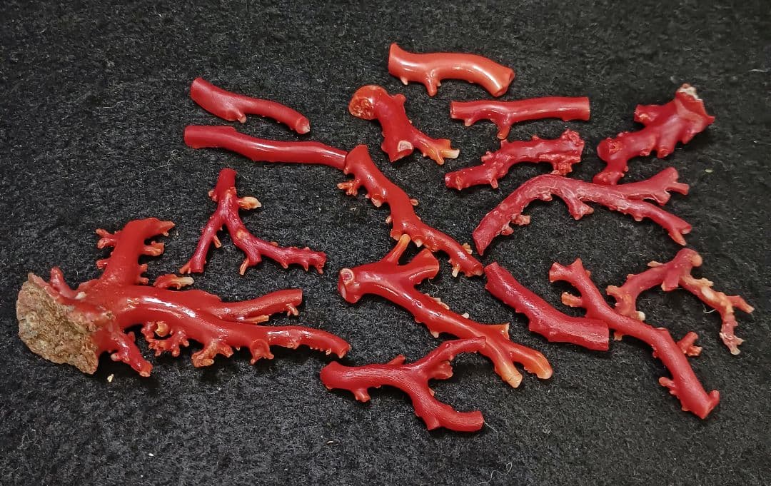 赤珊瑚 原木 枝 16点 総重量99.2g　ね